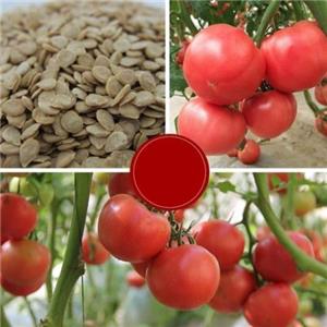 Tomato seed oil