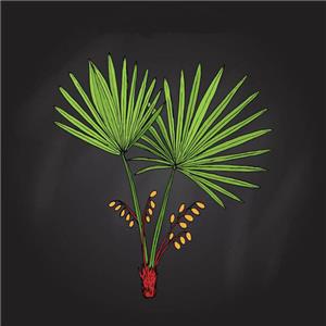 Saw Palmetto extract