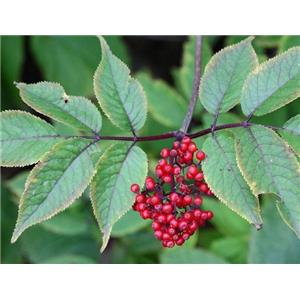 Sanmbucus williamsii Hance P.E; Elderberry pure extract