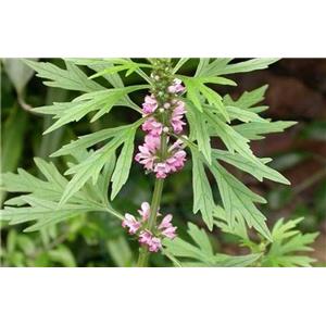 Motherwort Herb P.E