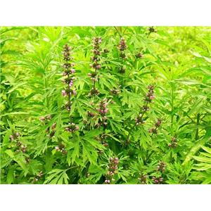 Motherwort Herb P.E