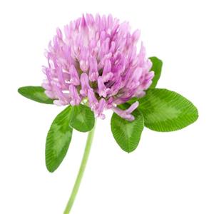 Red clover extract