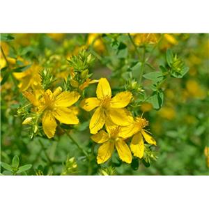 St.-John's-wort, Hypericum perforatum, ext; Hypericin