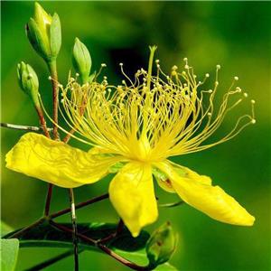 St.-John's-wort, Hypericum perforatum, ext; Hypericin