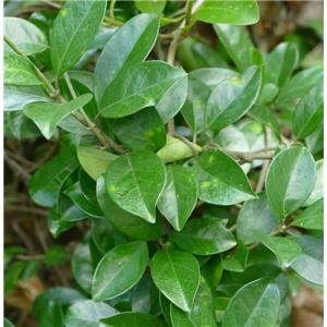 Gymnema sylvestre extract