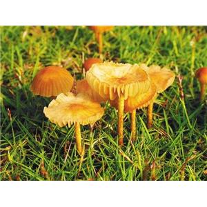 Marasmius androsaceus