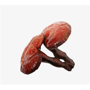 Ganoderma lucidum powder