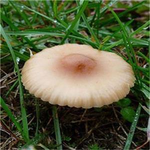 Marasmius androsaceus