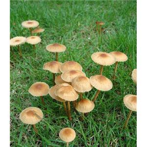 Marasmius androsaceus