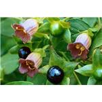 Belladonna Extract pictures