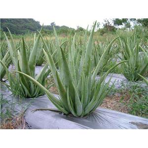 Aloe vera