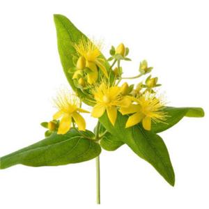 Hypericum Perforatum Extract