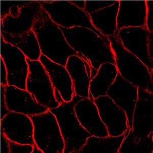 AIE Red Probe for Plasma Membrane