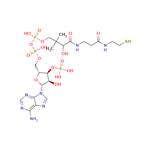 Coenzyme A pictures