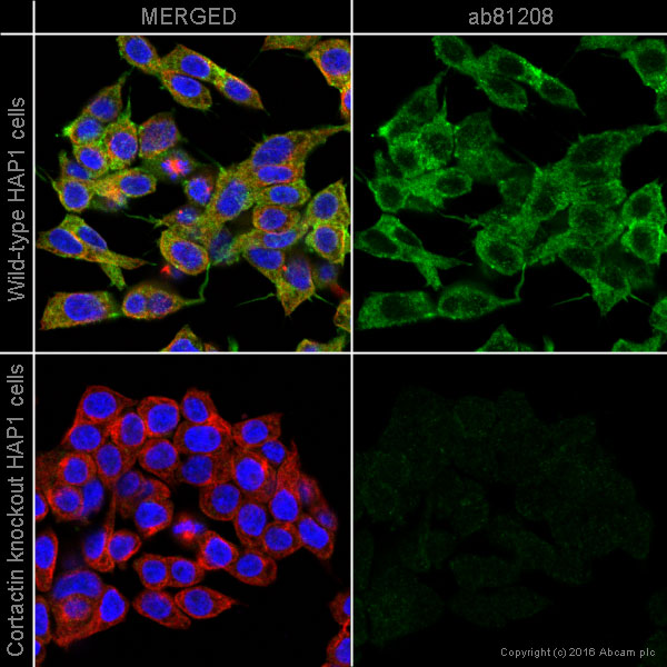 CORTACTIN 兔单克隆抗体