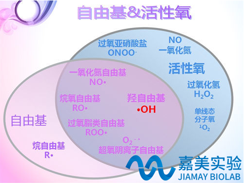 抗氧化/自由基检测