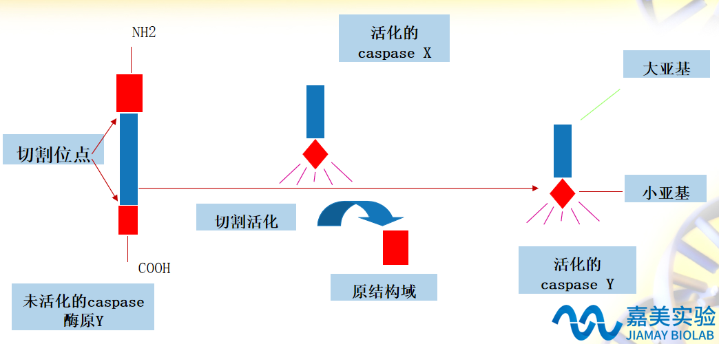 凋亡因子CASPASE系列检测