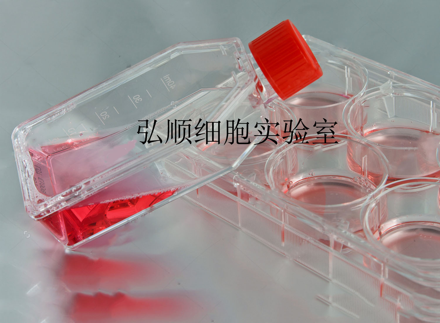 GC9811-P细胞：人胃癌腹膜高转移细胞