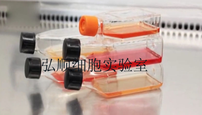 NCI-H676B细胞：人肺腺癌细胞