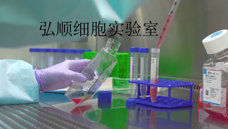 MDST8|人结肠癌细胞