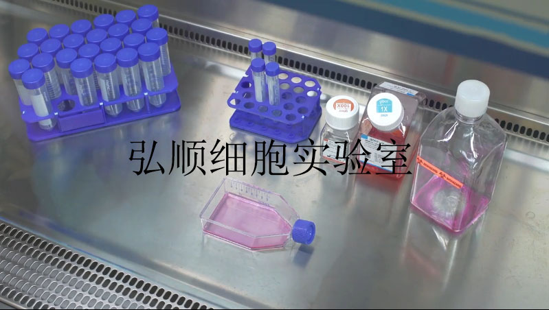 MKN-28 Cell；人胃癌细胞