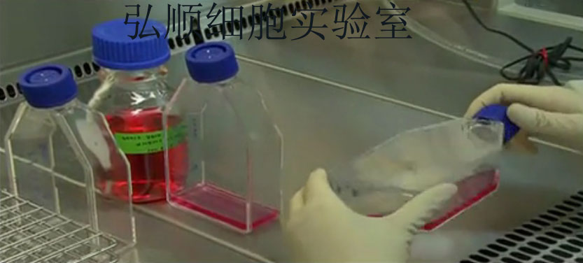 IPEC-1 Cell；猪小肠上皮细胞