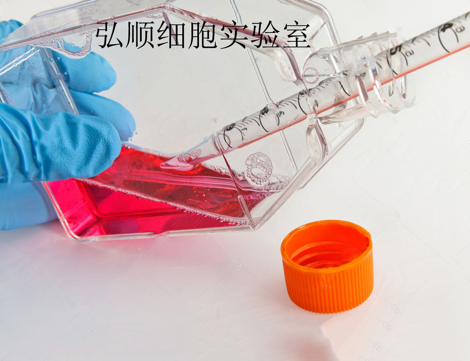 HUVEC(HUV-EC-C) Cell<人脐静脉血管内皮细胞系>