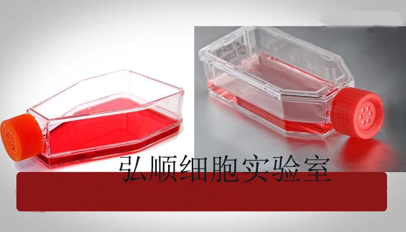 OVCA432 Cell<人卵巢癌细胞系>