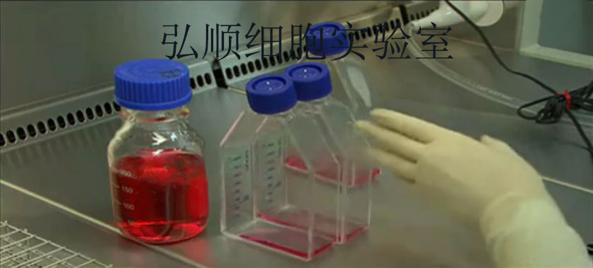 HEC-1B Cell<人子宫内膜腺癌细胞系>