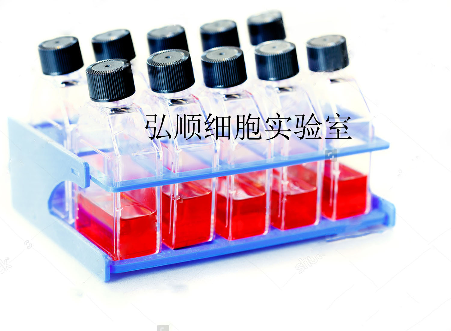 NCI-H358 Cells：人非小细胞肺癌细胞系