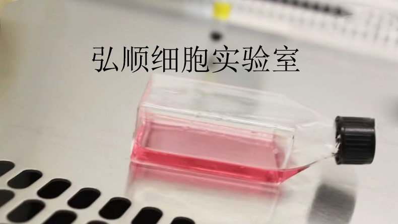 NCI-H520 Cells：人肺腺鳞癌细胞系