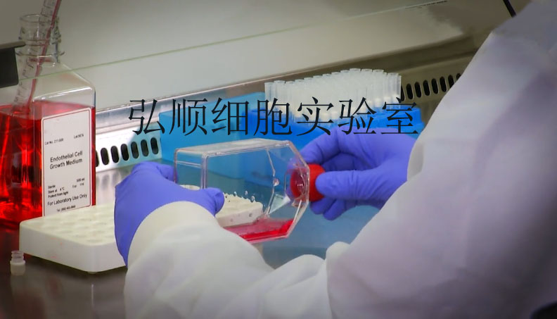 QSG7701 Cells：人肝细胞系