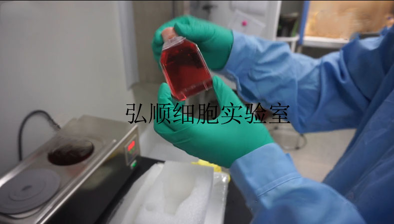 HCT-15 Cell Line|人结肠癌细胞