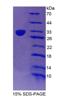 CD1e分子(CD1e)重组蛋白