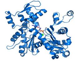 Fas凋亡抑制分子3(FAIM3)重组蛋白