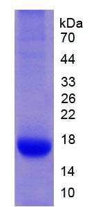 白介素32(IL32)重组蛋白