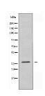 BCA3 Antibody