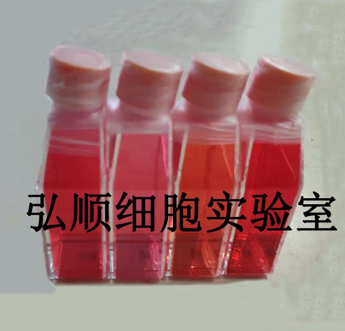 QGY-7703 Cells|人肝癌贴壁细胞