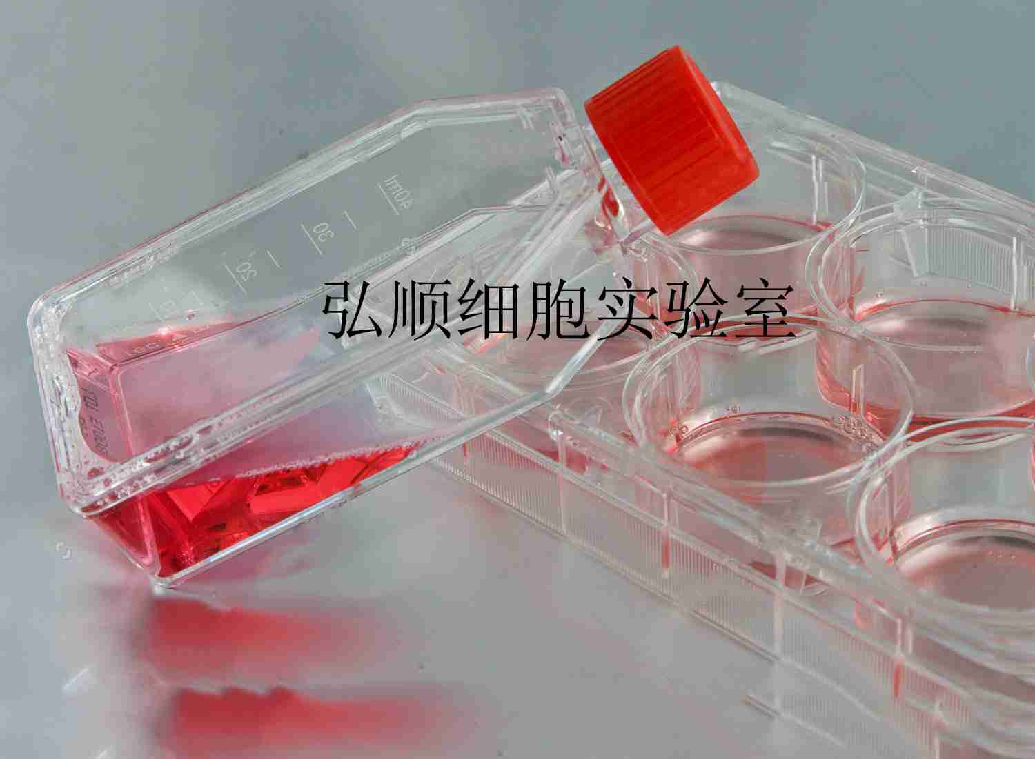 NCI-H520 Cells|人肺腺鳞癌贴壁细胞