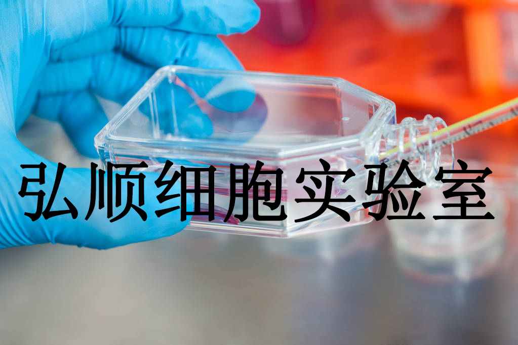 QSG-7701 Cells|人正常肝贴壁细胞