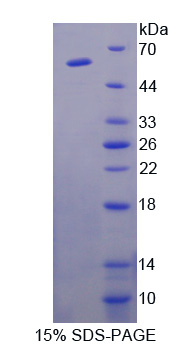 细胞粘附分子1(CADM1)重组蛋白