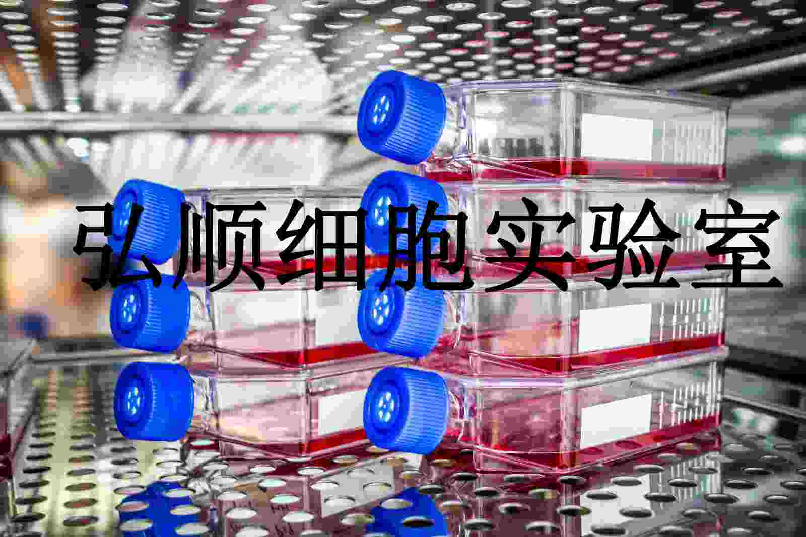 PF-382 Cells|人T淋巴细胞瘤悬浮细胞