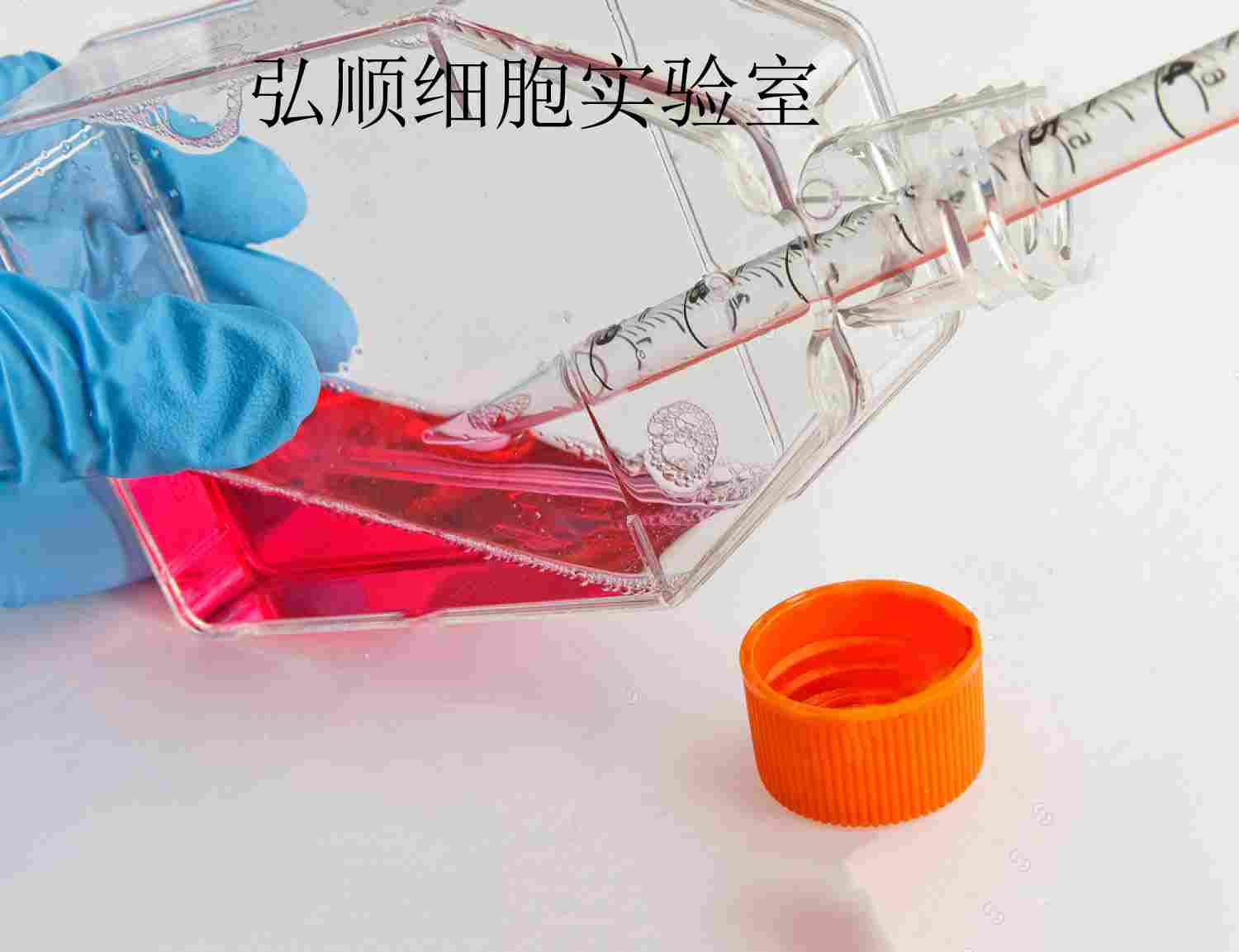 FD-LSC-1 Cells|人喉鳞癌贴壁细胞