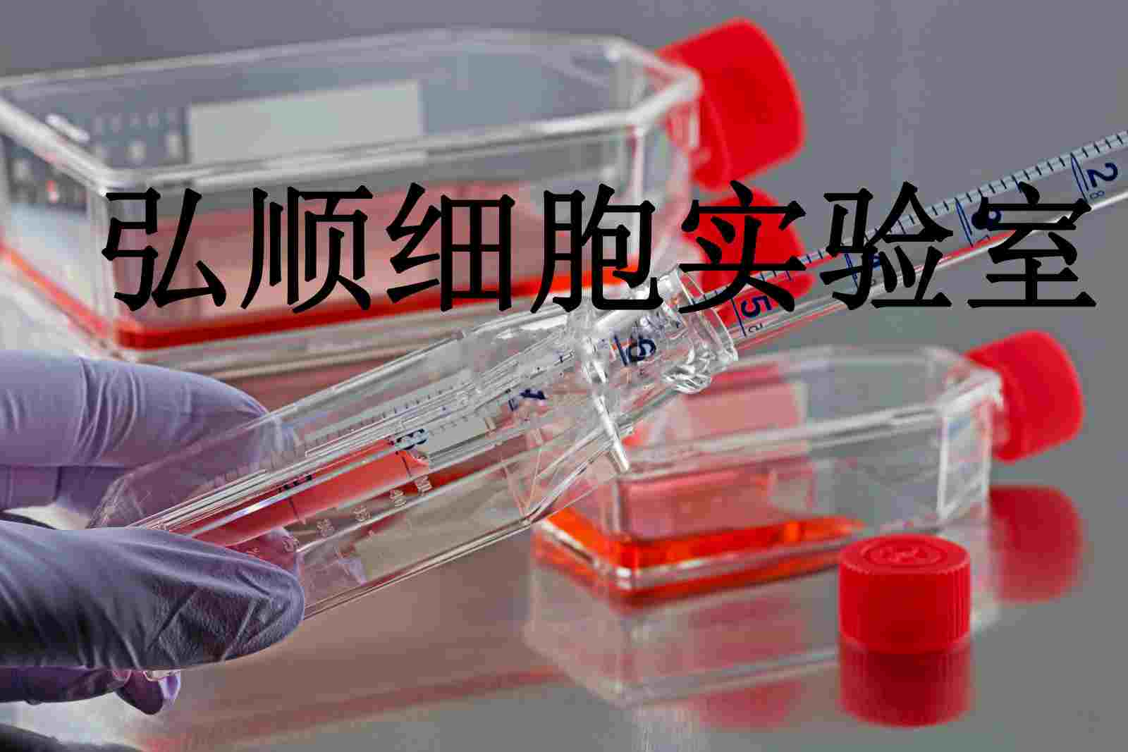 GLC-15人肺癌腺贴壁细胞系