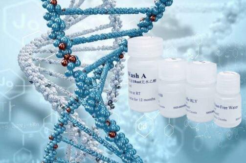 Pfu DNA Polymerase