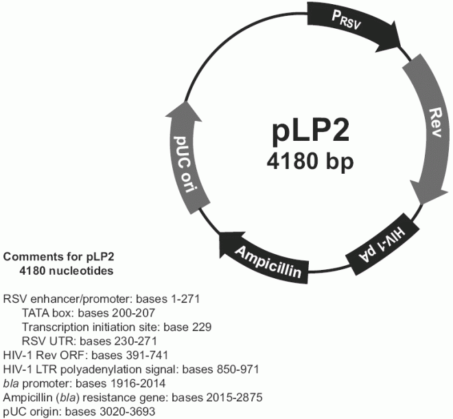 pLP2 载体