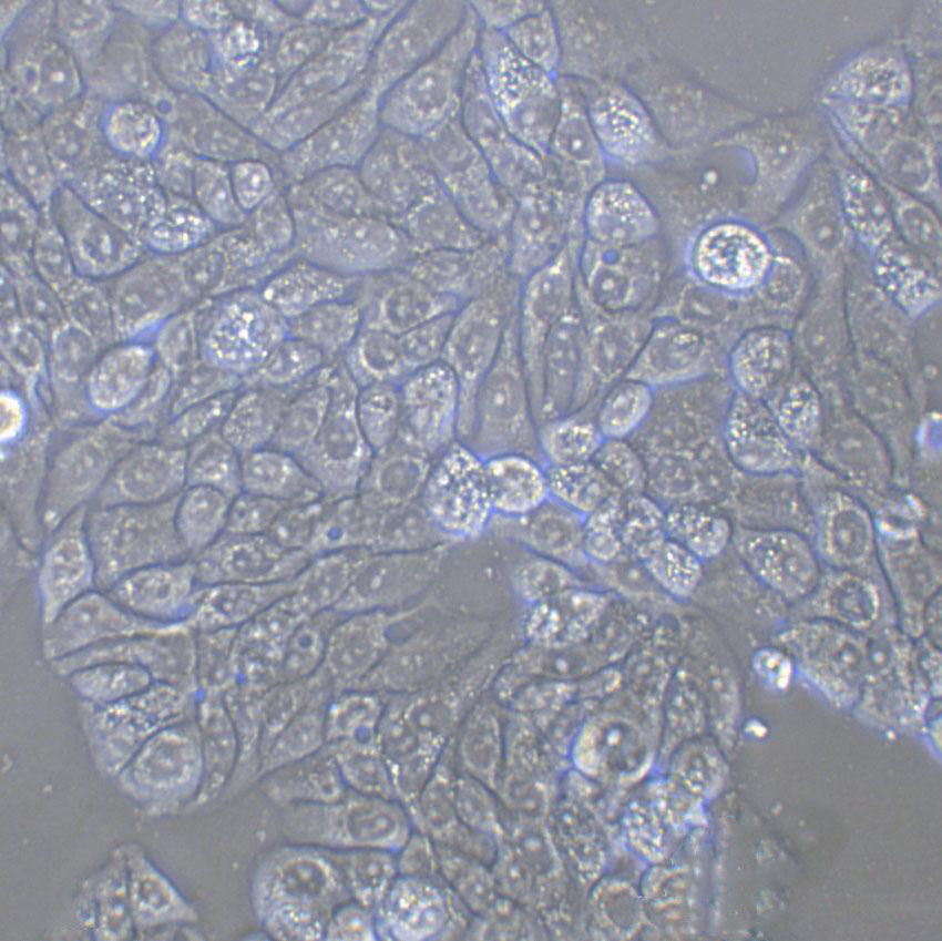 SK-MES-1 Cell:人肺鳞癌细胞系