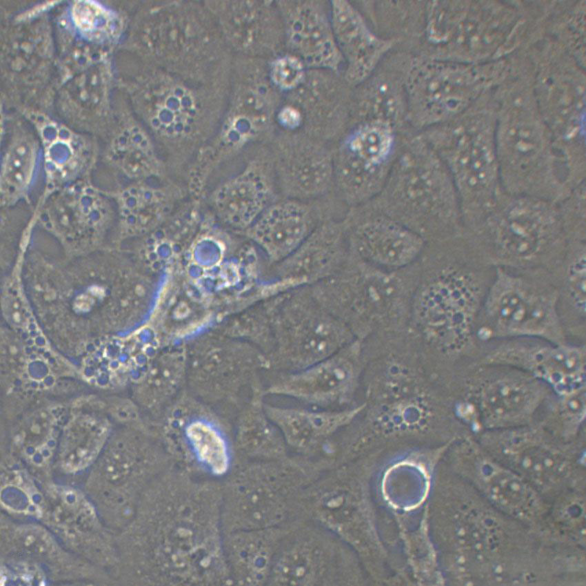 THLE-3 Cell:人肝永生化细胞系