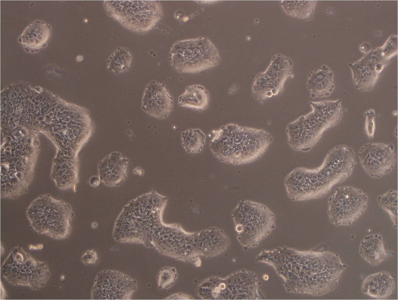 A2780 Cell:人卵巢癌细胞系