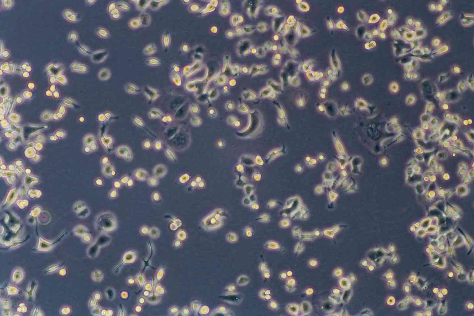 SK-N-SH Cell:人神经母细胞瘤细胞系